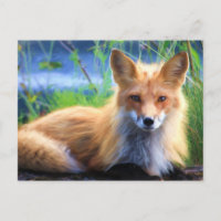 Red Fox Laying in the Grass Wildlife Image