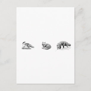 Red Fox Line Art Postcard