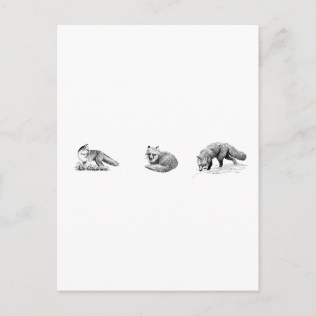 Red Fox Line Art Postcard (Front)