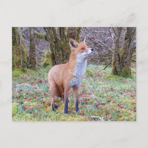 Red Fox Looking Up Postcard