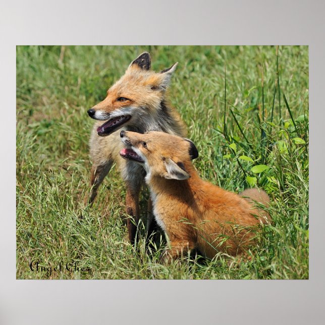 Red Fox Mama and Kit Poster (Front)