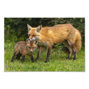 Red Fox Mom and Youngster Photo Print