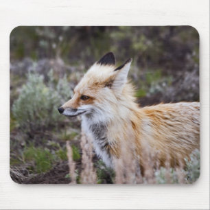 Red Fox Mouse Pad