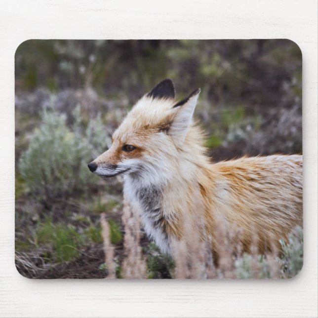 Red Fox Mouse Pad (Front)