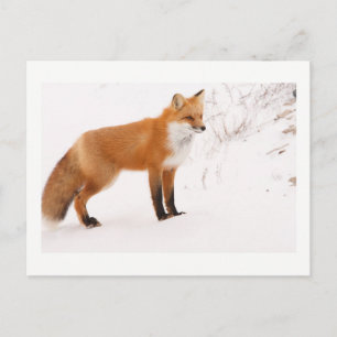 Red Fox Nature Wildlife Photo Postcard