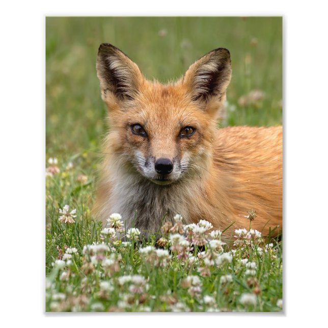 Red Fox On A Bed Of Clover Photo Print (Front)