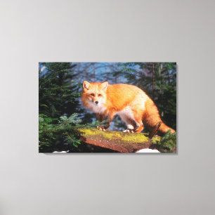 Red Fox on a log Canvas Print