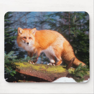 Red Fox on a log Mouse Pad
