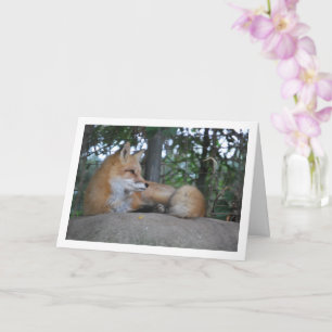 Red Fox on Rock Card