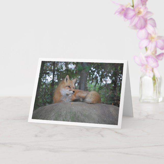 Red Fox on Rock Card (Orchid)
