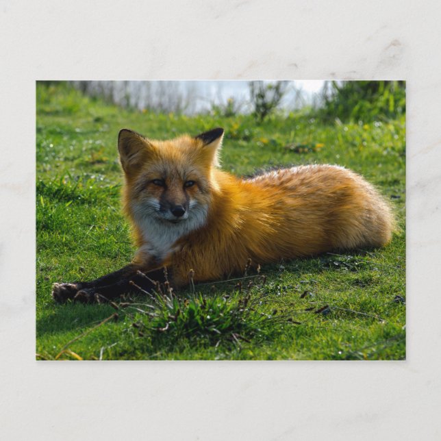 Red Fox on San Juan Island, Washington State Postcard (Front)