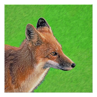 Red Fox Painting - Original Wildlife Art