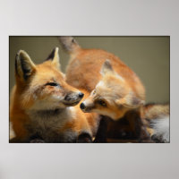 Red Fox Pair