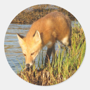 Red Fox Photograph Classic Round Sticker