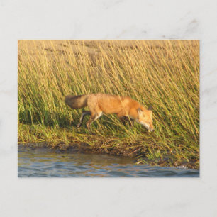 Red Fox Photograph Postcard