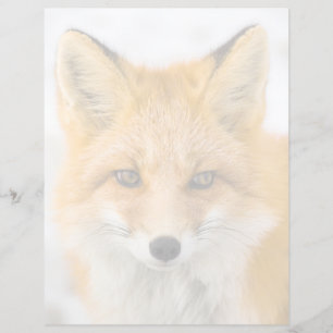 Red Fox Portrait
