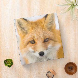 Red Fox Portrait Binder