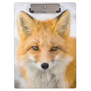 Red Fox Portrait Clipboard