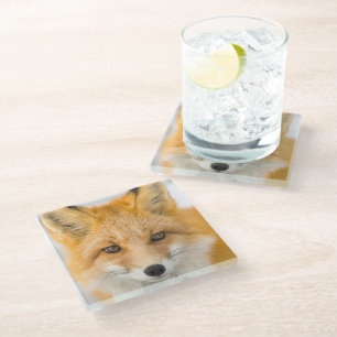 Red Fox Portrait Glass Coaster