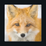 Red Fox Portrait Magnet<br><div class="desc">Red fox in Alaska's Arctic,  Atigun Pass,  Brooks Range</div>