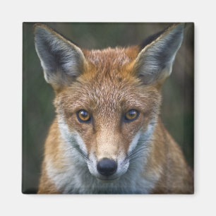 Red Fox Portrait Magnet