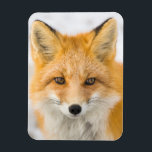 Red Fox Portrait Magnet<br><div class="desc">Red fox in Alaska's Arctic,  Atigun Pass,  Brooks Range</div>