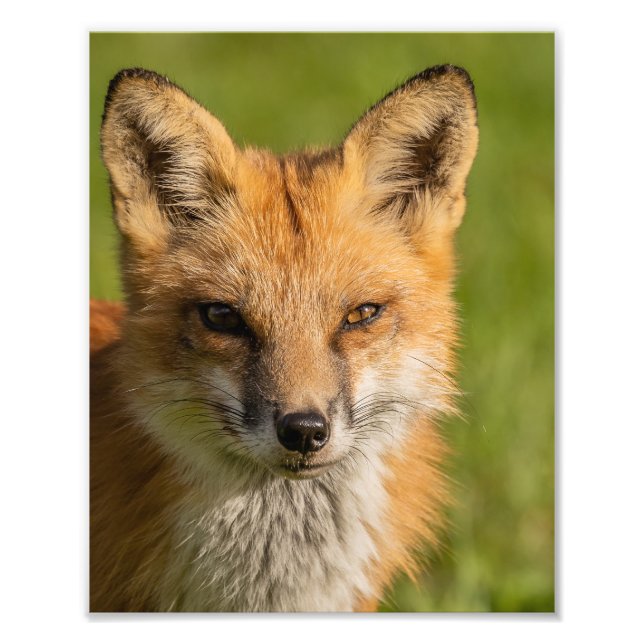 Red Fox Portrait Photo Print (Front)