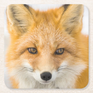 Red Fox Portrait Square Paper Coaster