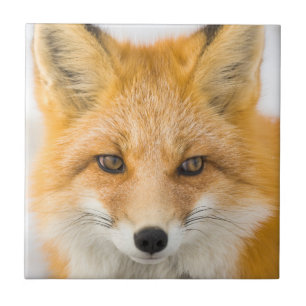 Red Fox Portrait Tile