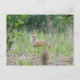 Red Fox Postcard