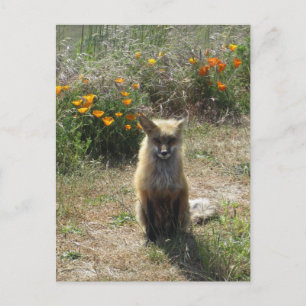 Red Fox Postcard