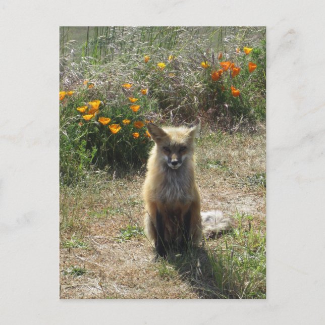 Red Fox Postcard (Front)