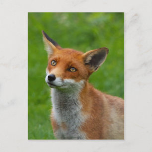 Red Fox Postcard