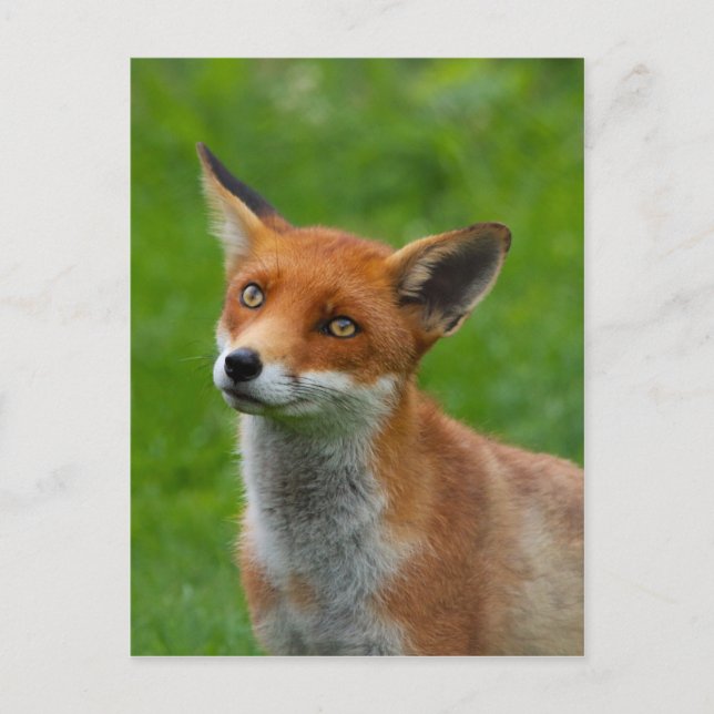 Red Fox Postcard (Front)