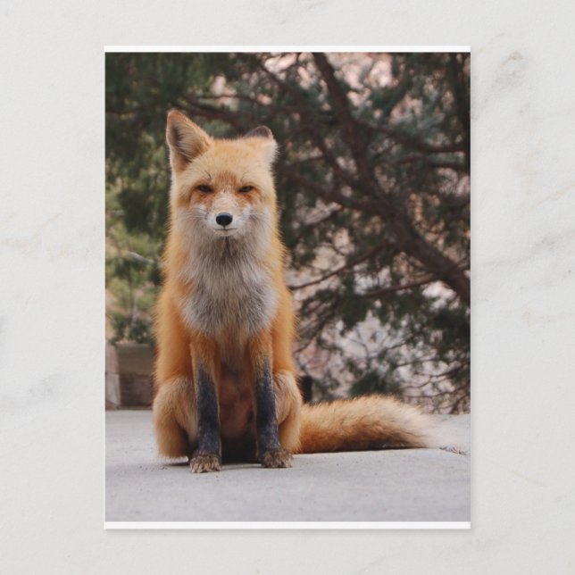 Red Fox Postcard (Front)