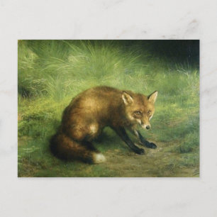 Red Fox Postcard