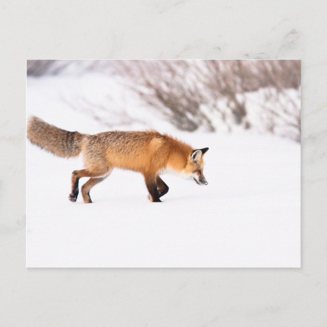 Red Fox Postcard (Front)