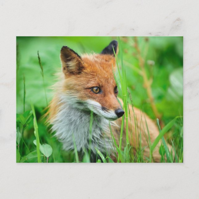 Red Fox Postcard (Front)