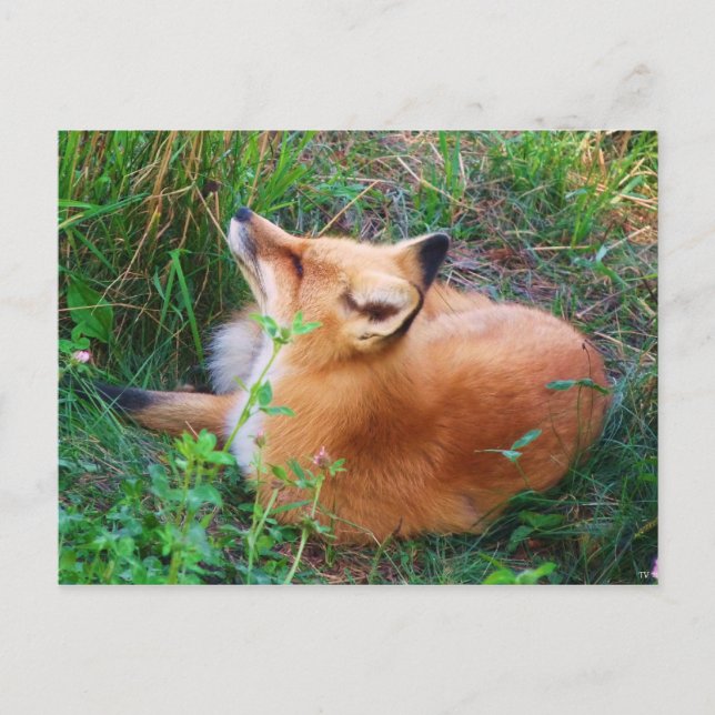 Red Fox Postcard (Front)