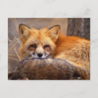 Red Fox