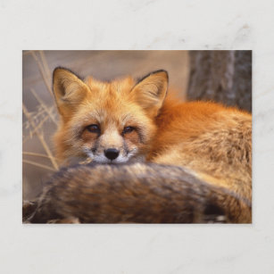 Red Fox Postcard