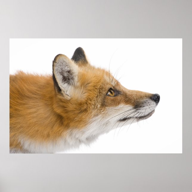 Red fox poster (Front)