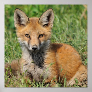 Red Fox Pretty full rez, By Angel Cher Poster