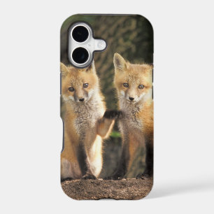 Red Fox pup in front of den Vulpes vulpes)