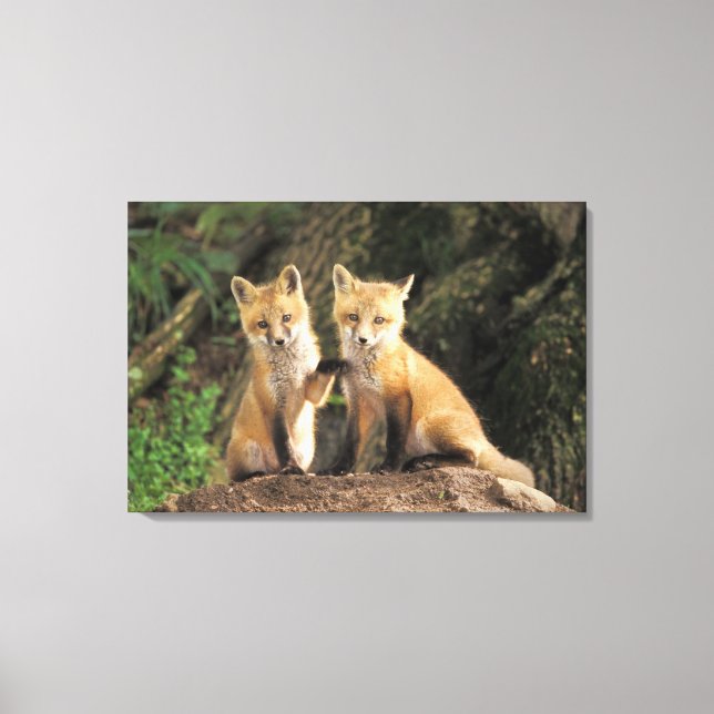 Red Fox pup in front of den Vulpes vulpes) Canvas Print (Front)