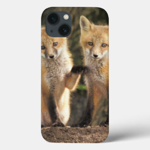 Red Fox pup in front of den Vulpes vulpes) iPhone 13 Case
