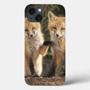 Red Fox pup in front of den Vulpes vulpes) iPhone 13 Case