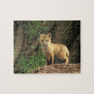Red Fox pup in front of den (Vulpes vulpes) Jigsaw Puzzle