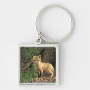 Red Fox pup in front of den (Vulpes vulpes) Keychain