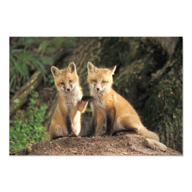 Red Fox pup in front of den Vulpes vulpes) Photo Print (Front)